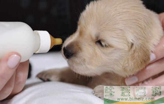 没断奶的小狗怎么照顾？仔犬饲养方法