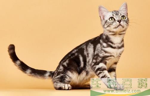 猫咪养护五注意 10种适合当家猫的猫咪大全