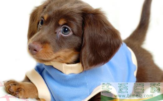 狗狗不可食用的食物 初养幼犬须知