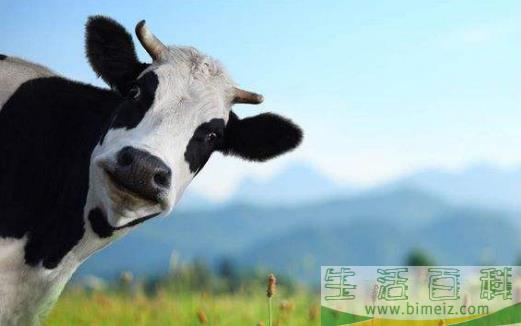 素食动物恐怖吃肉记 素食动物本质太弱而吃不肉