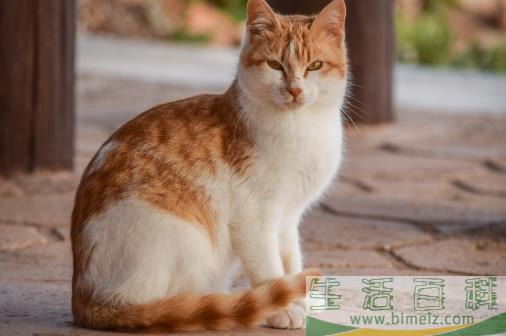 经常让猫咪误会的几个动作，宠主经常做，却不知这样很伤
