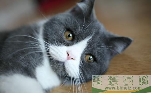 猫咪养护五注意 10种适合当家猫的猫咪大全