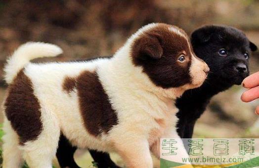 正确喂养幼犬的方法及养狗一些注意事项