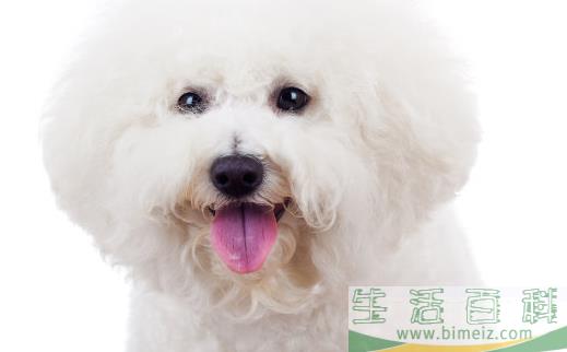 狗狗呕吐 狗狗呕吐腹泻治疗方法