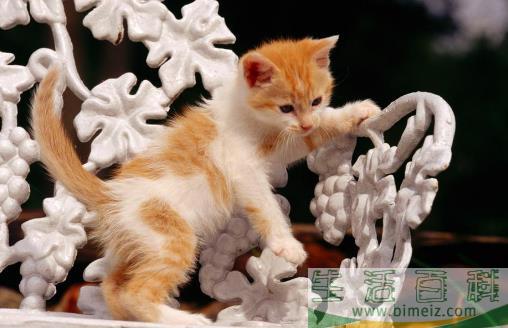 猫咪被吓着以后，铲屎官别坐视不管，有这4种安抚方式