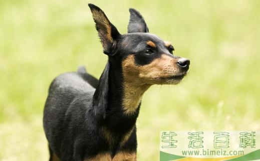 养狗必知狗狗心！狗狗习性解析
