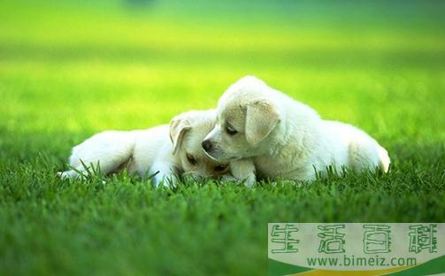 养狗必知的狗狗生理习性