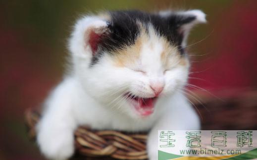 猫咪走丢了？教你找回走失的猫咪