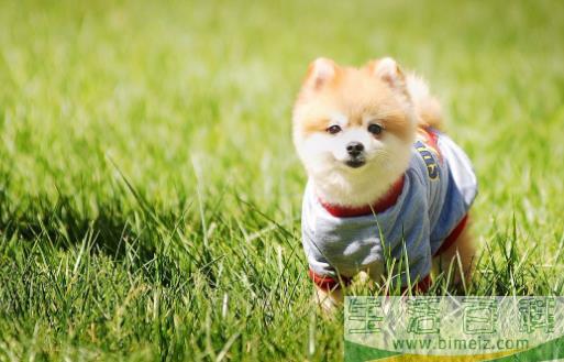 狗在家里的适宜温度是多少 新生小狗应注意保温