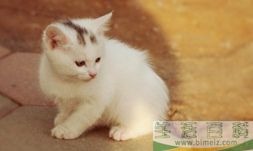 教你正确抱猫咪的方法