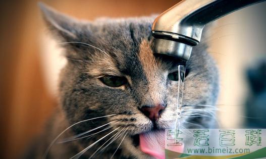 猫在什么时候可以阉割去势？