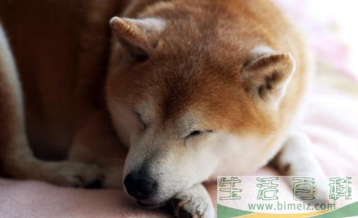 狗狗多大开始训练？基础训练三个月开始