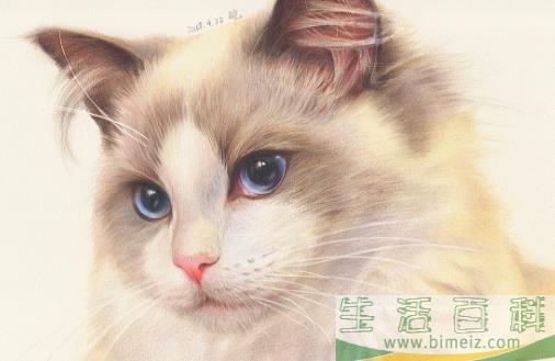 猫咪养护五注意 10种适合当家猫的猫咪大全