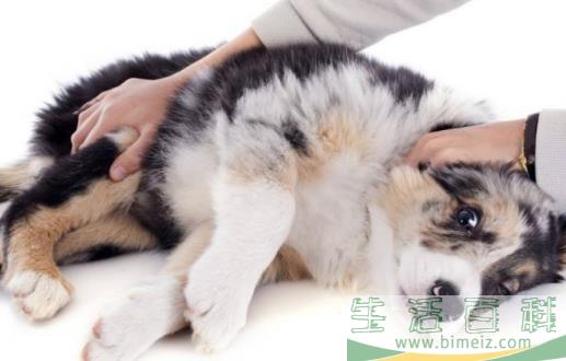 狗发生特殊情况受伤 狗的急救与护理常识 