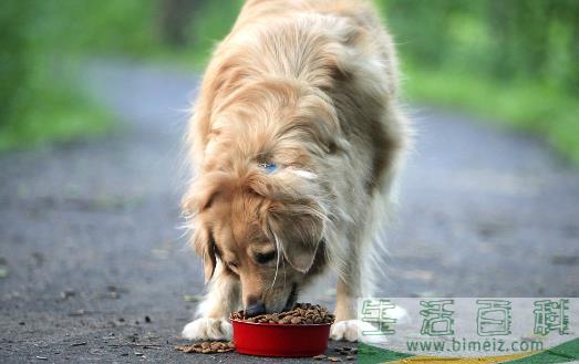 狗狗们挑食厌食的原因 避免狗挑食的解决方法 