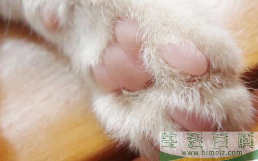 扒一扒猫爪的小秘密 杀机藏在肉垫里