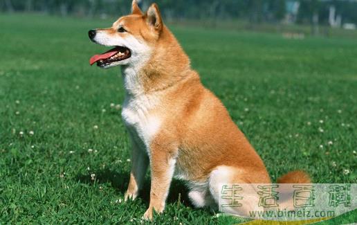 狗狗呕吐 狗狗呕吐腹泻治疗方法