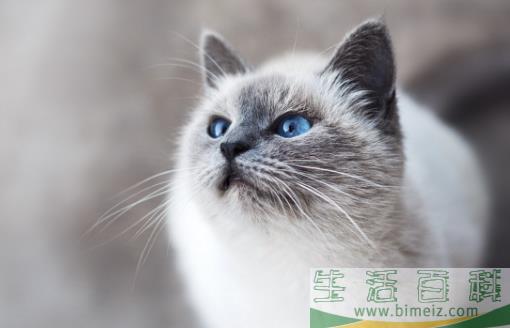 经常让猫咪误会的几个动作，宠主经常做，却不知这样很伤
