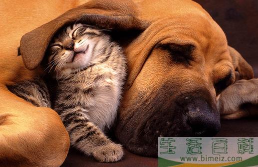 猫狗一起养的几大好处，铲屎官都懂，可就是花费太大了！
