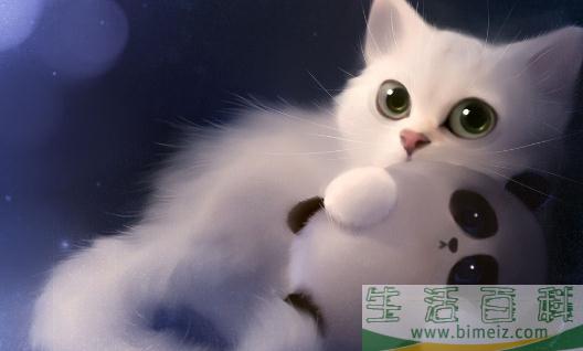 猫粮的选购技巧 给猫咪吃什么最好？