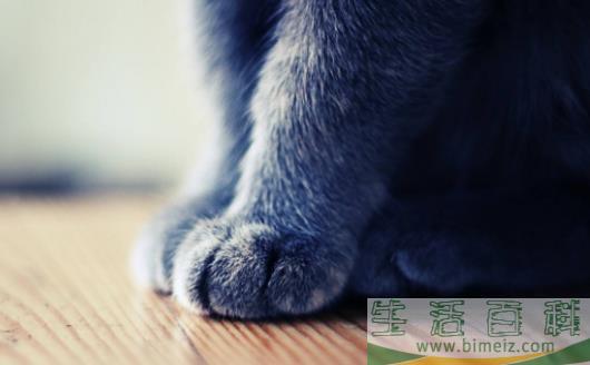 扒一扒猫爪的小秘密 杀机藏在肉垫里