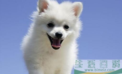怎么选择适合自己的小狗？