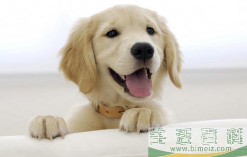 喂小狗吃饭 狗狗用餐顺序的训练方法