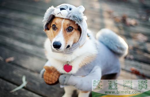 狗狗并不总是想喜欢被抚摸，在这三个场合，碰一下它都会发怒！