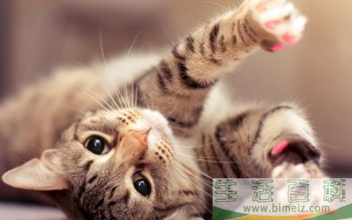 猫抓家具怎么办 防止猫乱抓家具的方法介绍