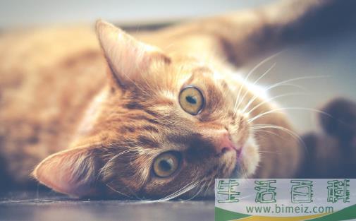 经常让猫咪误会的几个动作，宠主经常做，却不知这样很伤