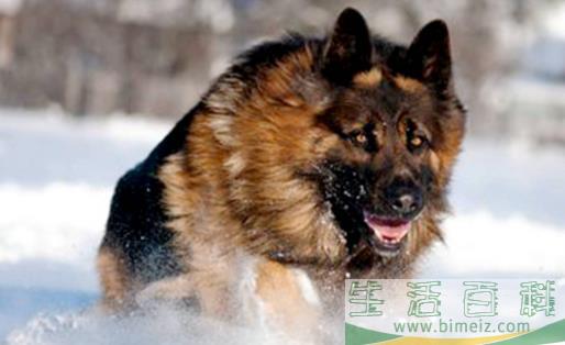  分享 更多   猛犬中的4种“假货”，只是看着威武，实际上