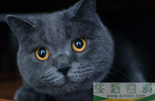 猫咪养护五注意 10种适合当家猫的猫咪大全