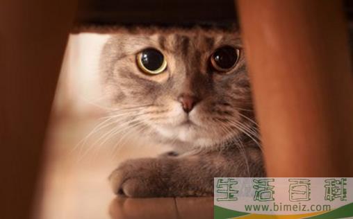 猫咪被吓着以后，铲屎官别坐视不管，有这4种安抚方式