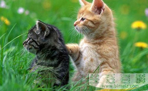 猫咪的动作都代表什么呢？