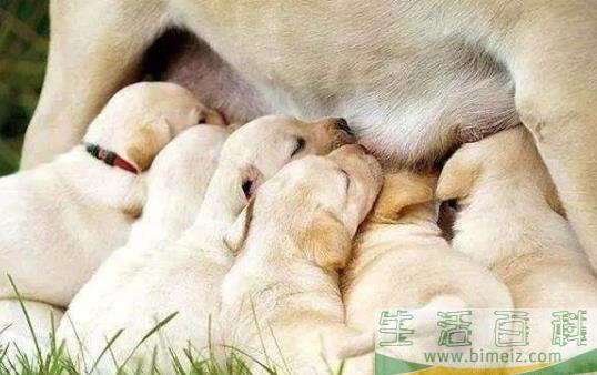 正确喂养幼犬的方法及养狗一些注意事项