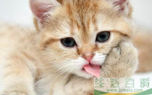 扒一扒猫爪的小秘密 杀机藏在肉垫里