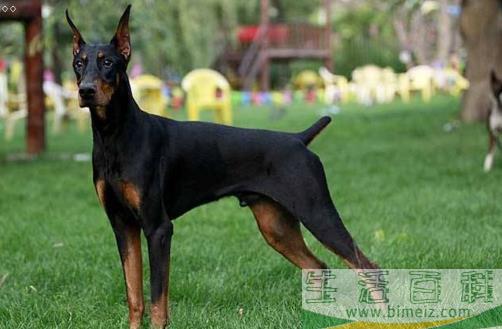   分享 更多   猛犬中的4种“假货”，只是看着威武，实际上