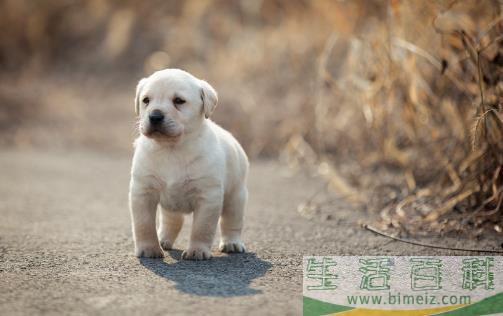 【拉布拉多犬AKC标准】