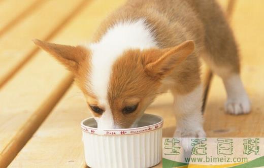 狗狗们挑食厌食的原因 避免狗挑食的解决方法 