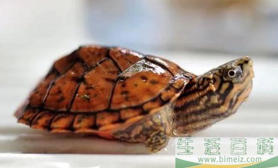 稚龟和幼龟的饲养方法