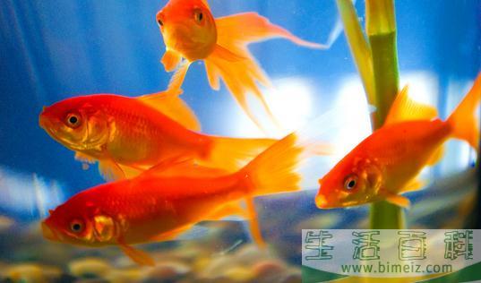 养金鱼保持水质的方法