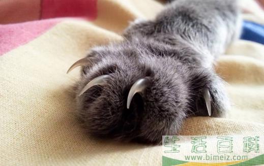 扒一扒猫爪的小秘密 杀机藏在肉垫里