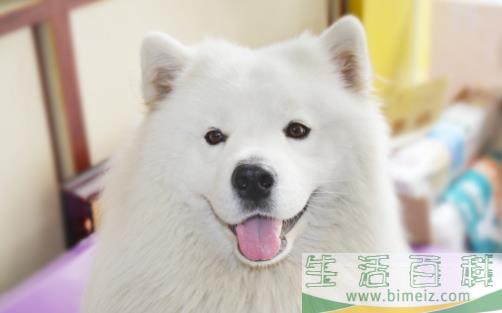 女生适合养的宠物狗推荐 几个适合女性饲养的宠物狗