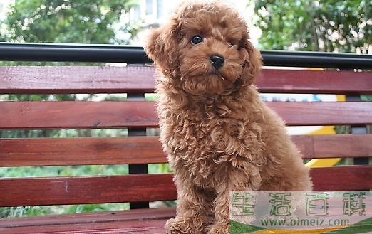 三个月的泰迪怎么养 养泰迪必须具备的条件