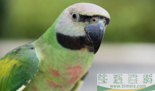 如何训练小绯胸鹦鹉说话？