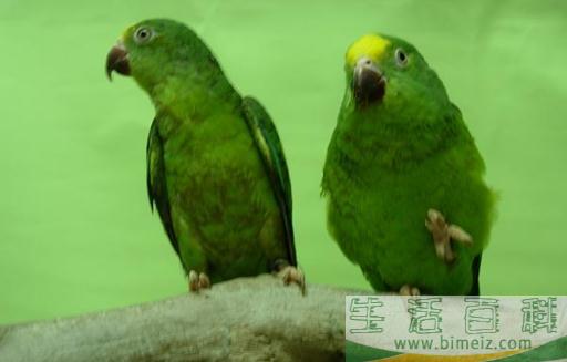 鳞头鹦鹉的饲养方法 鳞头鹦鹉的价格