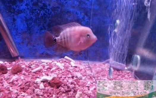家里养鱼应该多久换一次水？