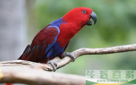 折衷鹦鹉的饲养方法 折衷鹦鹉的产地