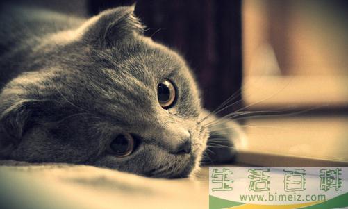 养猫的猫砂的选购技巧