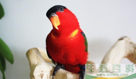 黄兜吸蜜鹦鹉多少钱能买？黄兜吸蜜鹦鹉的饲养方法